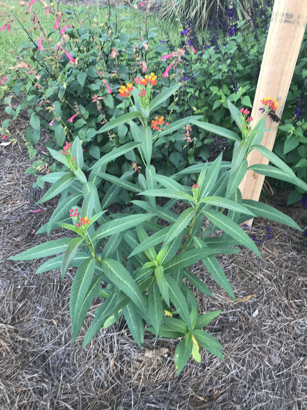 Gardening